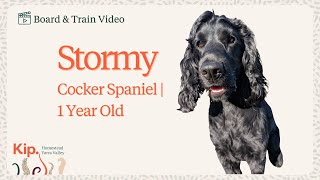 Stormy's Board and Train