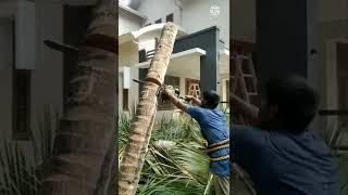 #shorts#coconut tree cutting# തെങ്ങ് മുറിക്കുന്നതിന്റ  അവസാനഘട്ടം