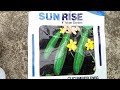 టెర్రస్ గార్డెన్ లో కీరదోసకాయ పెంచడం ఎలా how to grow cucumber plants seeds at home in telugu terrace