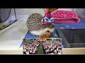 고슴도치 루비의 그저 평범한 두 번째 생일파티입니다. hedgehog birthday party