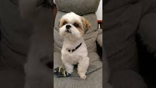 ✾Dog Vlog✾Mogu the shihtzu bending her neck  #shorts