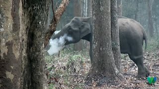 Elephant seen 'smoking' in southern India