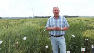 Wheat School: Commemorating Triticum spp's Ancestral Roots