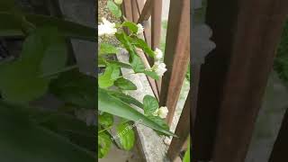 jasmine Flowers | Bela plants | Chameli Flower | Pot Gardening #shorts #shortsvideo #short