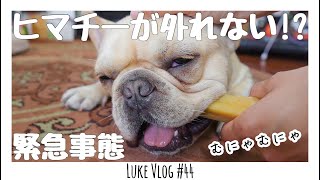 緊急事態！口からヒマチーを外さなくなりました… フレンチブルドッグのルーク【Luke VLOG #44】