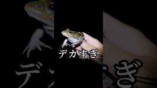 夜の田んぼで化け物捕まえた  #shorts