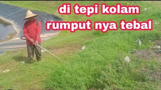 MESIN RUMPUT TEPI KOLAM SANGAN TEBAL