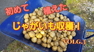 初じゃがいも🥔掘り🎵