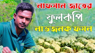 আধুনিক পদ্ধতিতে ফুলকপি চাষের প্রস্তুতি নাফসান জাতের ফুলকপি লাভজনক ফসল