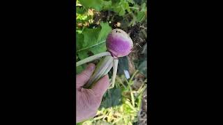 When and How to Harvest Turnips