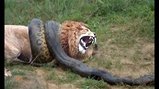 Lion steal food from python/ANIMALS PLANET