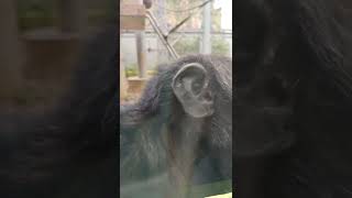 参月💙⑦チンパンジー・ギンくん＊Chimpanzee ・・・沖縄こどもの国・Okinawa Zoo \u0026 Museum(20220311)