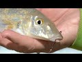 IFISHTV - Sand Whiting from the Beach and the Boat