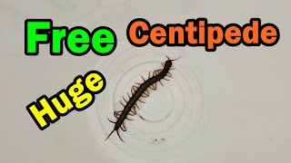 ปล่อยตะขาบ Free a Huge Centipede