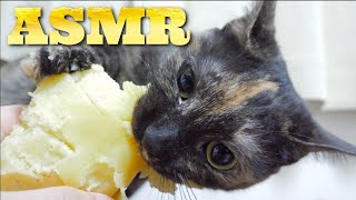 ASMR Cat Eating Potato🐈🥔🎧