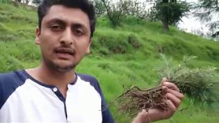 Plantation of Deodar trees: A small step towards a better future