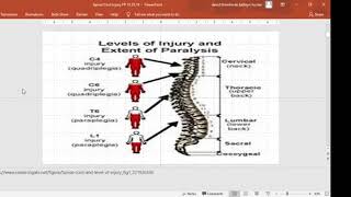 Spinal Cord Injuries Part 1 Webinar by OT Mentorship