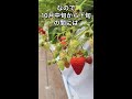 q イチゴを育てたいのですが、植えどきはいつ頃ですか？ shorts 家庭菜園 イチゴ