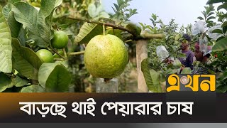 প্রায় ৫০ কোটির পেয়ারা বাণিজ্যের আশা | Meherpur News | Guava Business | Ekhon TV