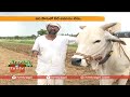 farmer vijay ram new techniques in rice cultivation hmtv agri