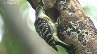 野鳥撮影・ コゲラの巣作り　Japanese Pygmy Woodpecker