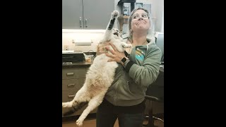 Cats Who HATE The Vet! (A Compilation)