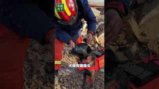 点赞无言战友！中国搜救犬装备上了“远程指挥系统”！| 军迷天下