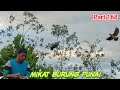 akhirnya punai liar di sini dapat juga!! setelah pakai pulut ini