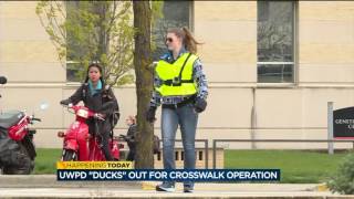 UWPD conducts pedestrian safety sting