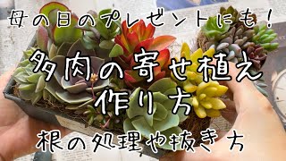 【多肉植物】寄せ植えの作り方　母の日のプレゼントにもおすすめ