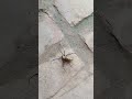 big spider 🕷️🕸️ shorts video makorsha short