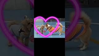 イチャイチャする思春期コーギー / Flirting Corgi #shorts #尻尾ありコーギー #犬のいる暮らし