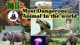 Top 10 Most Dangerous Animal In The World #viral #animals #top10