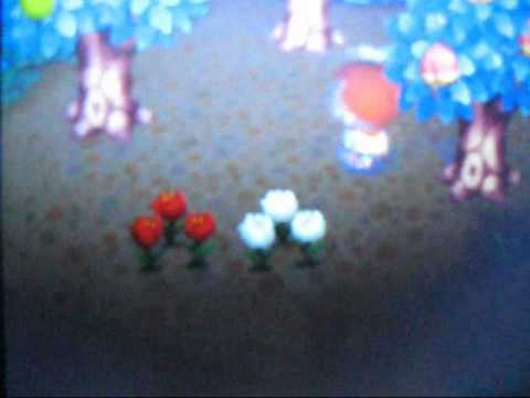 Animal Crossing Wild World DS: How to get a Hybrid Animal Crossing Wild World DS: How to get a Hybrid