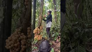 panen buah koning di hutan #petualangan #berpetualang #jejakpetualang