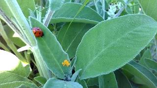 La coccinelle à sept points - Faune sauvage du jardin