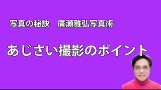 写真の秘訣　あじさい撮影のポイント