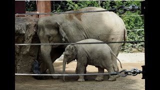 アルンとウタイ（タイヤをめぐる親子の攻防）＃アルン　＃ウタイ　＃上野動物園