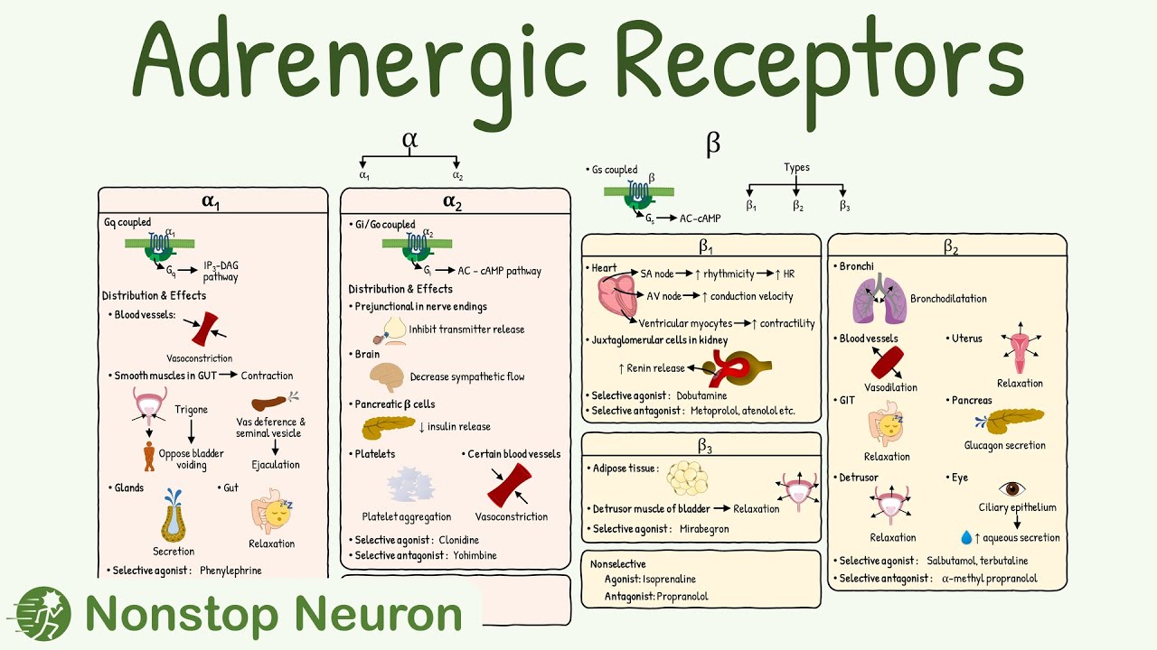 Adrenergic Receptors: Types, Distribution, Mechanism, Agonist ...