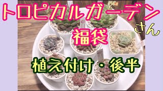 【多肉植物】トロピカルガーデンさんの福袋//植え付け・後半