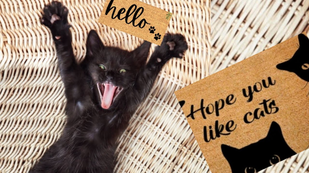 Cute Black Kitten 髹就 Very Talkative Friendly Black Cat 宖仆宖誓 Cat