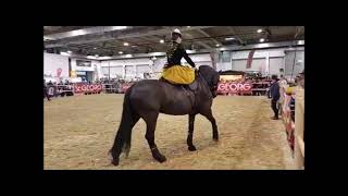 Reiten im Damensattel - EQUITANA Sonntag Halle 2