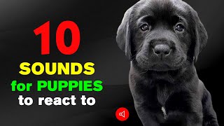 10 Sounds for PUPPIES 🐶 to REACT To