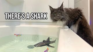 I Made My Cats an Indoor Aquarium | Cat Enrichment Activity