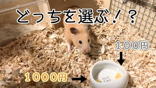 キンクマハムスターが選ぶおやつはどっちだ！？１００円VS１０００円