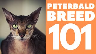 The PeterBald Cat 101 : Breed & Personality