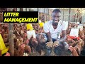 How Often Should You Change Your Chicken Litter? | Best Litter Management Tips