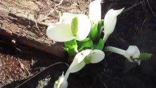 遥かな尾瀬！水芭蕉のいい香り♪-その1- OZE National Park in JAPAN