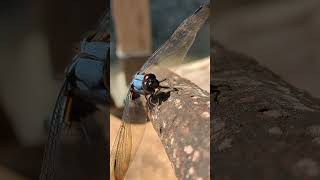 右側だけ動かしてなにしてんだろ？／シオカラトンボ♂ #昆虫  #肉食昆虫 #昆虫対決 #nature #insects