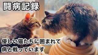 【ご報告】レオンは優しい家猫たちに囲まれて病と懸命に闘っています